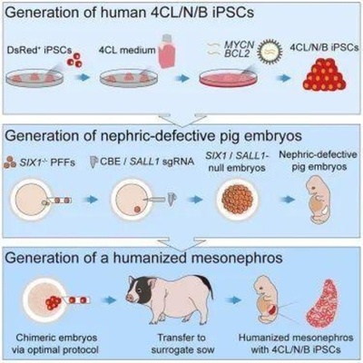 世界初 ヒトの腎臓を豚体内で培養 提供臓器の不足緩和に希望 中国