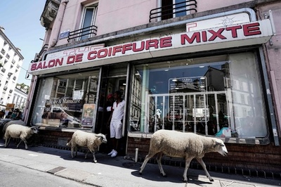 目指すはパリ中心地？ 街を歩くもふもふの羊たち