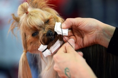 ハンガリーでドッグショー開幕