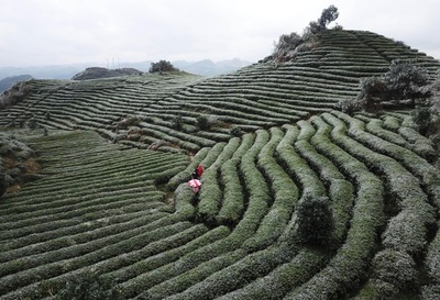 貴州丹寨 氷雪に覆われた茶園