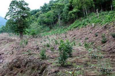 雲南・自然保護区を茶畑にした男逮捕 茶の値上がり当て込む