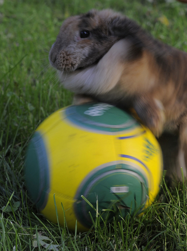 サッカーもまかせて？ロップイヤーのうさぎ
