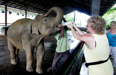 スリランカのゾウの孤児院、観光客に人気