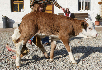 ドイツで6本足のウシが誕生