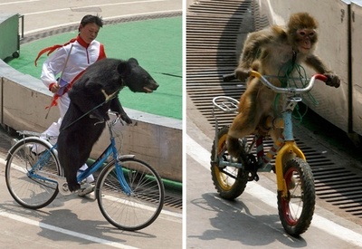動物の自転車レース、子トラに乗る観光客 中国動物園に批判殺到