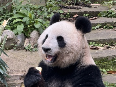 帰国パンダ「リーリー」「シンシン」隔離終了 健康状態は良好