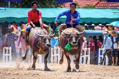 駆け抜けろ！ 伝統の水牛レース開催 タイ