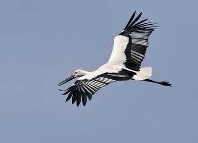 「4人目は絶対に娘が欲しい」、豪夫婦が体外受精求めて提訴