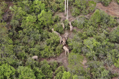 大移動中のゾウの群れ、けがした赤ちゃん置き去り 中国