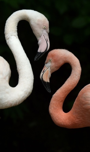 【今日の1枚】絵になるふたりの曲線美