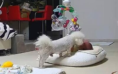 泣く赤ちゃんを真っ先にあやす保護犬…韓国・おもちゃまで運ぶ頼れる「育児仲間」