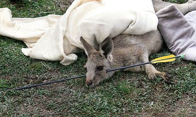 顔に矢がささったカンガルーを保護、摘出手術は成功 メルボルン
