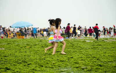 藻が大量発生、砂浜の一部が緑一面に 広西・北海銀灘公園