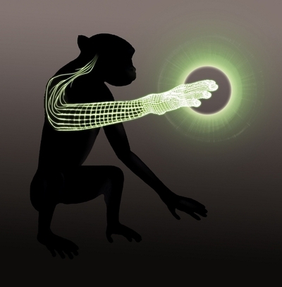 脳だけで「仮想の腕」動かし「仮想物体」感じるサル、米大研究