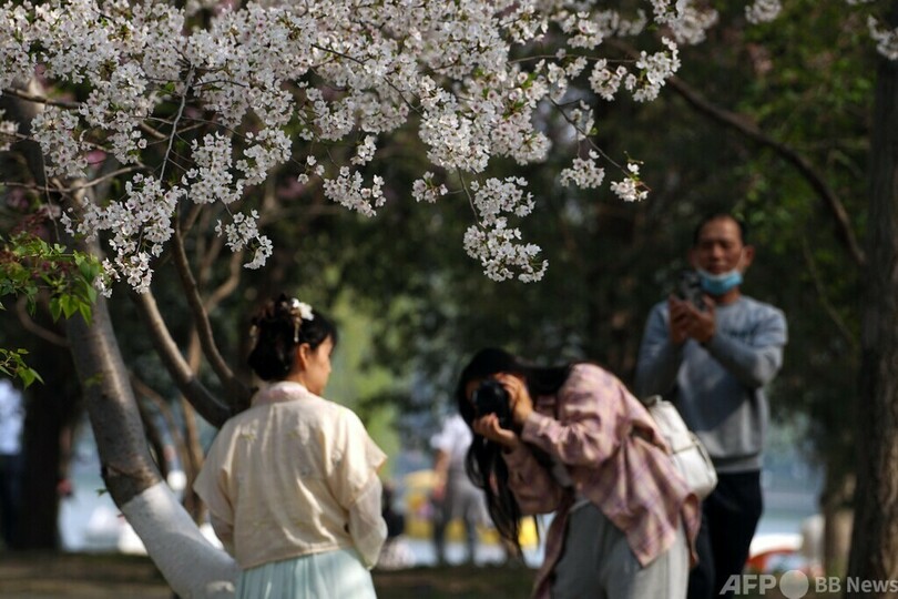 中国に桜ブーム 季節限定商品が大人気