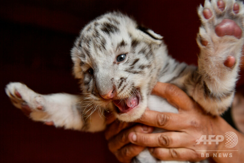 名前は ケンゾー ホワイトタイガーの赤ちゃんお披露目 南仏 写真15枚 国際ニュース Afpbb News