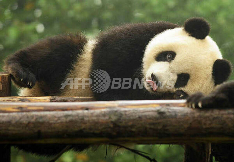 四川大地震から1年、苦闘する中国のパンダ育成計画