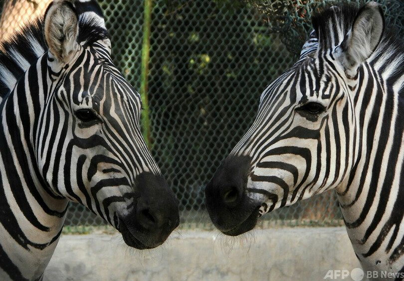 数か月間逃亡のシマウマ2頭、ついに捕獲 米
