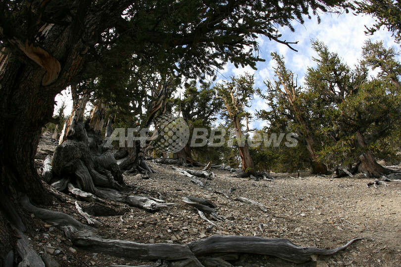 樹齢4700年、世界最古の巨木