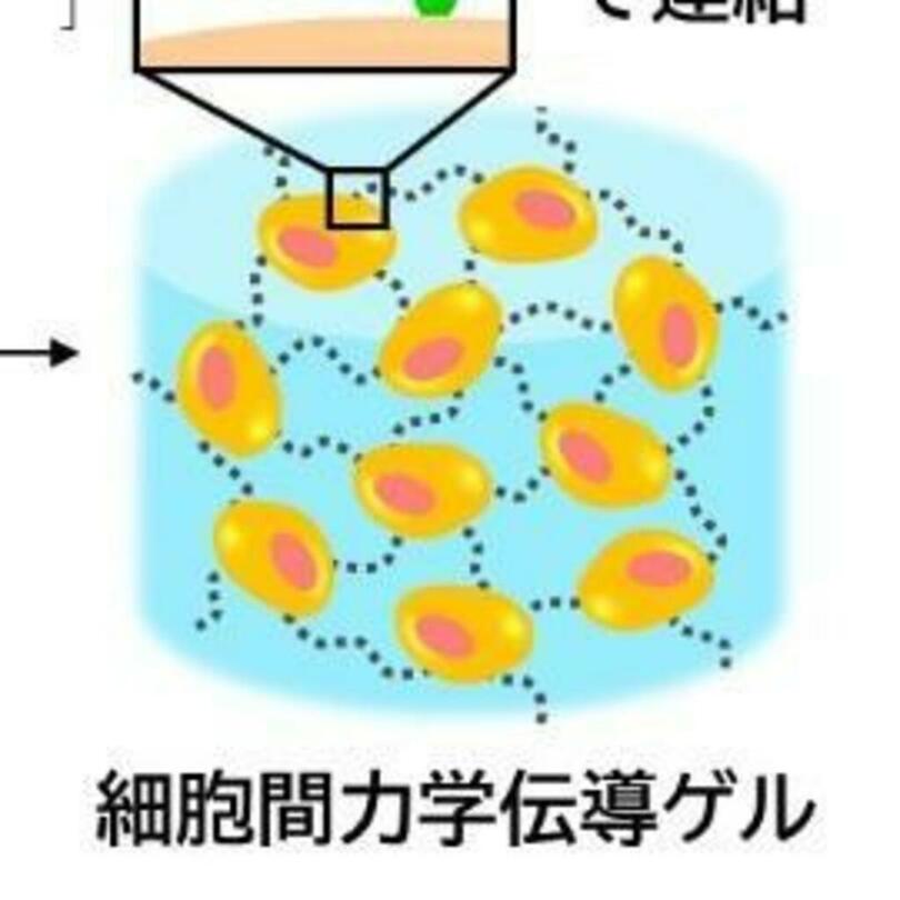 【甲南大学】革新的な再生医療技術を開発！ 生体で発生する力学刺激を活用して移植細胞の組織再生能力を引き出す ― 研究成果が英国科学誌『Nature Communications』に掲載 ―