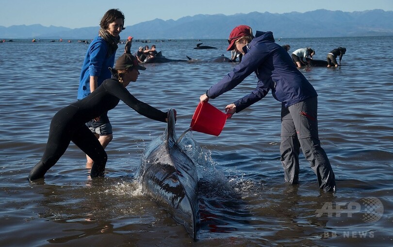 浜辺にクジラ400頭以上打ち上げ NZ「過去最大規模」