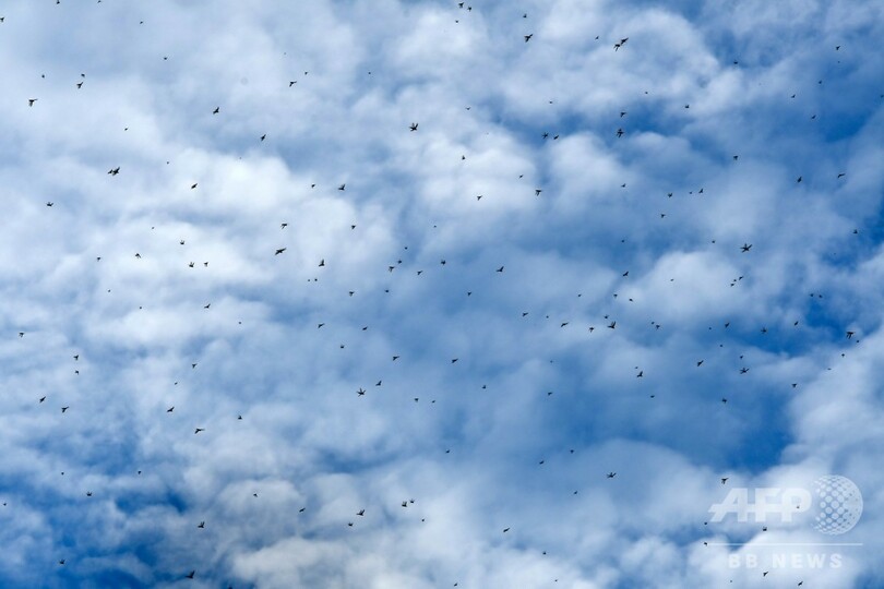 バッタ大量発生、ネパールが捕獲に報奨金