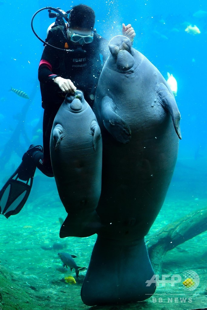アフリカマナティーの赤ちゃんを初公開 広東・珠海