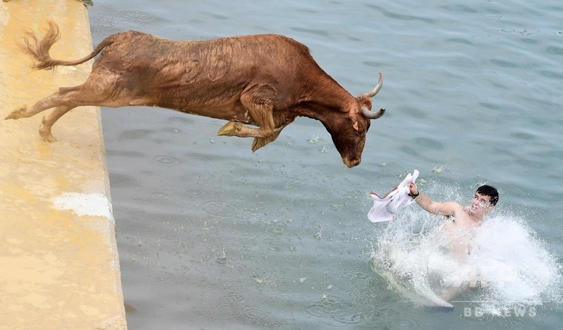 海へジャンプ 港町でも 牛追い スペイン 写真16枚 国際ニュース Afpbb News