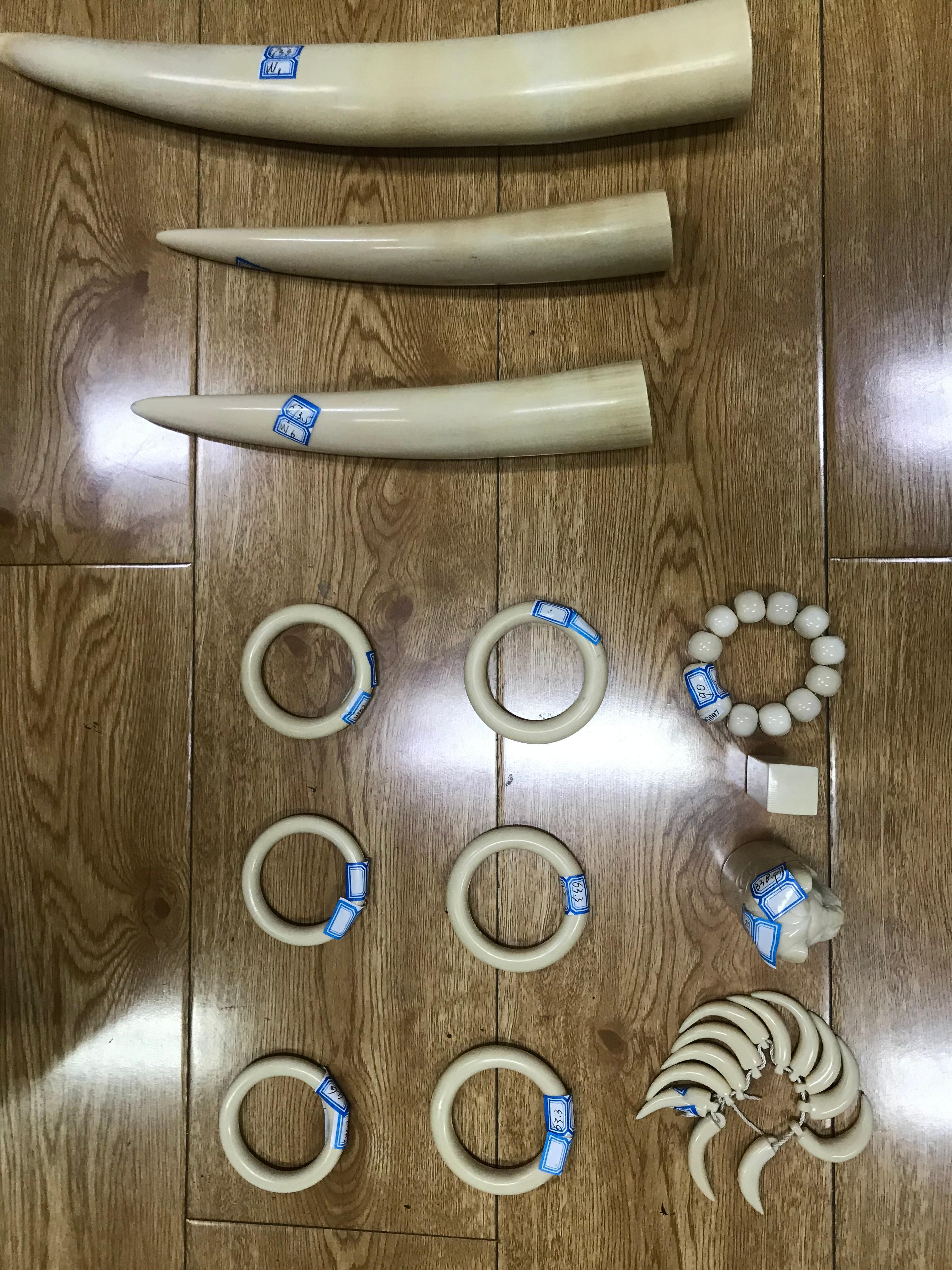 船員が持ち込もうとした象牙製品63点を押収 中国・天津 船員が持ち込もうとした象牙製品63点を押収 中国・天津