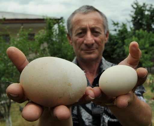 ギネス記録なるか、8.2センチの巨大卵 写真3枚 国際ニュース：AFPBB News