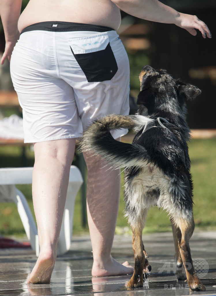 犬が人間の親友になった理由、遺伝子にあり 研究 犬が人間の親友になった理由、遺伝子にあり 研究