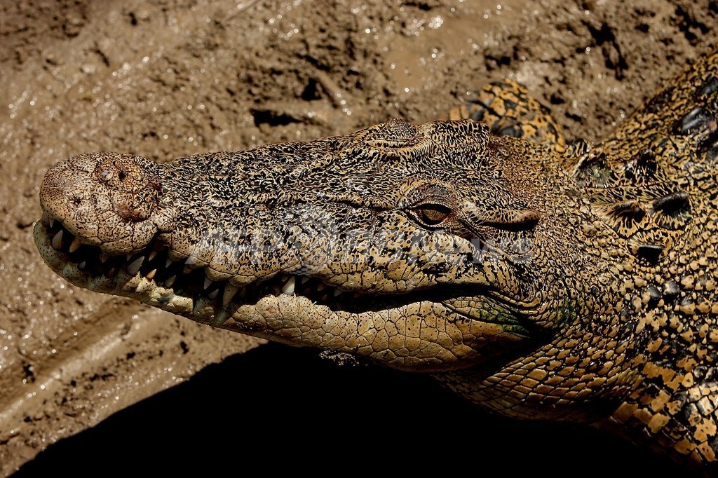 人食いワニ200匹を捕獲、オーストラリア 人食いワニ200匹を捕獲、オーストラリア