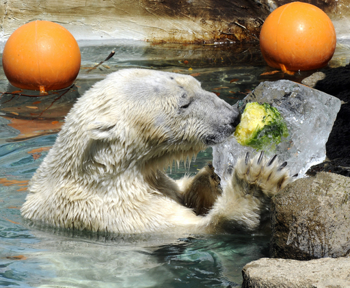 ホッキョクグマにひえひえ野菜プレゼント、上野動物園 写真5枚 国際