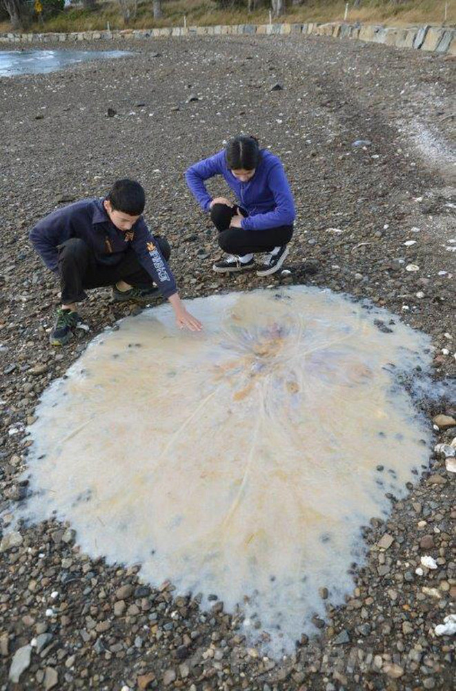 豪海岸に謎の巨大クラゲ漂着 写真1枚 国際ニュース Afpbb News