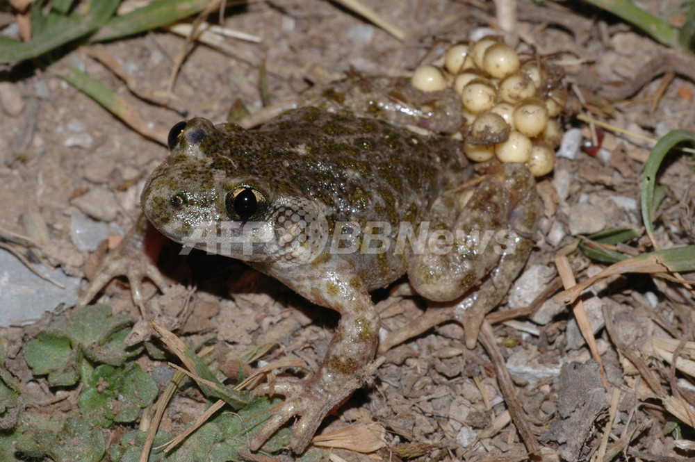 ロンドン動物学協会 希少両生類の保護活動プログラム開始 写真2枚 国際ニュース Afpbb News