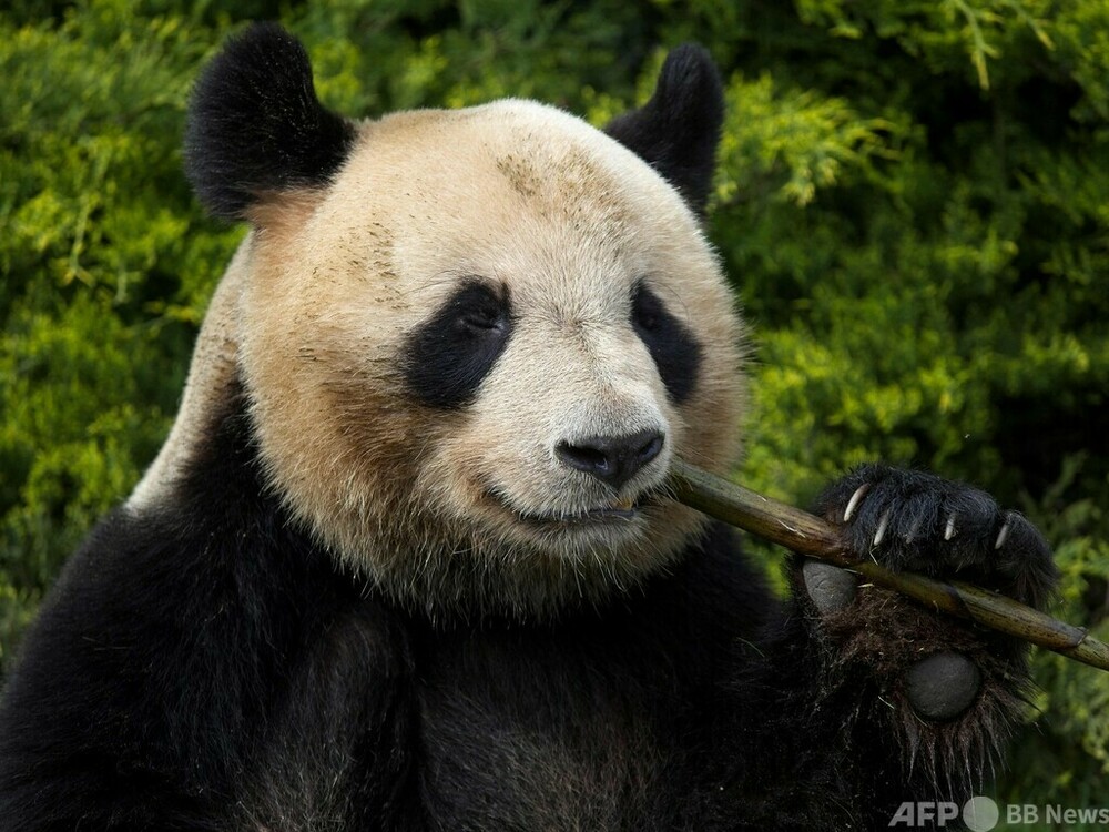 仏で初めて生まれたパンダ、中国へ7月に返還 写真15枚 国際ニュース