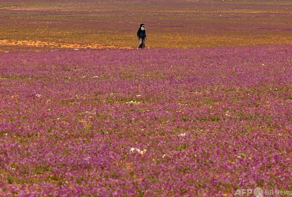 圧倒的高評価 サウジアラビアの花々の画集 - 本