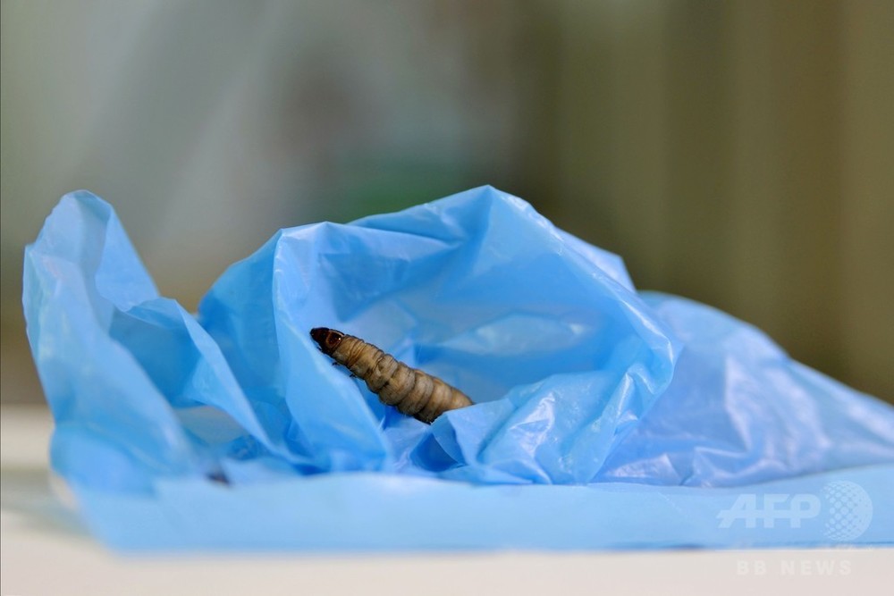 レジ袋食べるガの幼虫、プラスチックごみ問題に有用か 研究