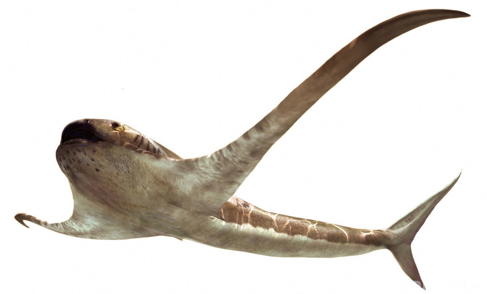 翼のような胸びれ持つ「イーグルシャーク」 太古の新種ザメ発見