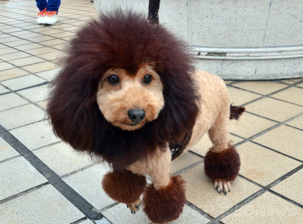 犬がライオンに変身！都内デパートで記念行事