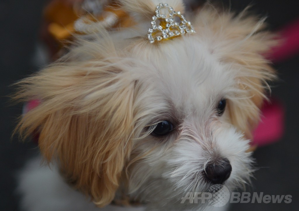 カーニバルの聖地リオでペットたちのパレード
