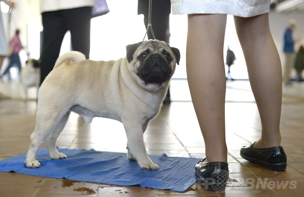 「美犬」大集合、ウエストミンスター・ケンネル・クラブ・ドッグショー