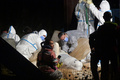 フランス北部サンピエールラガレンヌで、セーヌ川から保護したシロイルカを見る獣医師ら（2022年8月9日撮影）。(c)JEAN-FRANCOIS MONIER / AFP
