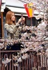 16日に桜の開花宣言が出された東京都心で春分の日の20日、多くの人々が街に出て満開に近づく桜を眺めた（2013年3月20日撮影）。(c)AFP/Yoshikazu TSUNO
