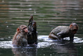 暑い日となったインド・アラハバードで池にとび込んだサル（2020年5月26日撮影）。(c)SANJAY KANOJIA / AFP