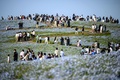 茨城県ひたちなか市の国営ひたち海浜公園で、ネモフィラの咲く丘を歩く人々（2025年5月3日撮影）。(c)Philip FONG / AFP