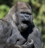 メキシコ首都メキシコ市（Mexico City）のチャプルテペック動物園（Chapultepec Zoo）で飼育されているゴリラの「バントゥー（Bantu）」（2014年1月9日撮影）。(c)AFP/OMAR TORRES