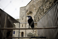 英ロンドン塔で飼育されているカラス（2020年10月12日撮影）。(c)TOLGA AKMEN / AFP