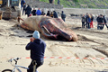 フランス西部レ・サーブル・ドロンヌ（Les Sables d&apos;Olonne）の海岸で25日早朝、全長18メートルのクジラが打ち上げられているのがみつかった。

写真は、浜辺に横たわるクジラと集まった人たち（2013年1月25日撮影）。(c)AFP/FRANK PERRY