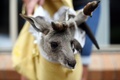 森林火災から救出され、豪シドニー郊外にある野生動物保護団体ワイヤーズの施設に保護されているカンガルー（2020年1月9日撮影）。(c)SAEED KHAN / AFP